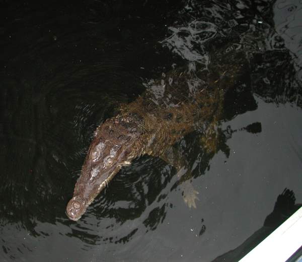 Crocodile at Back River Safari - Negril Chamber of Commerce Community Guide Training Programme Photos - Negril Travel Guide, Negril Jamaica WI - http://www.negriltravelguide.com - info@negriltravelguide.com...!